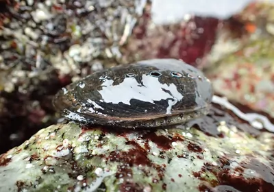 a black abalone on a rock